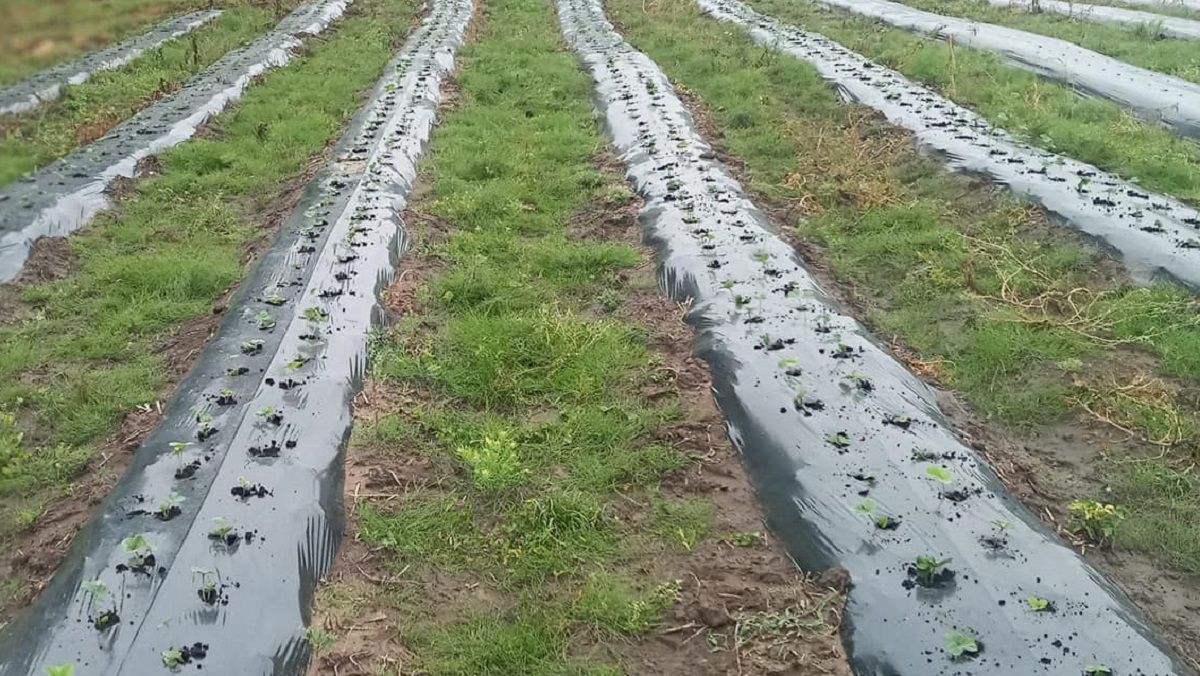 У Судовій Вишні виник конфлікт між фермерами і містом через землю під плантації полуниці