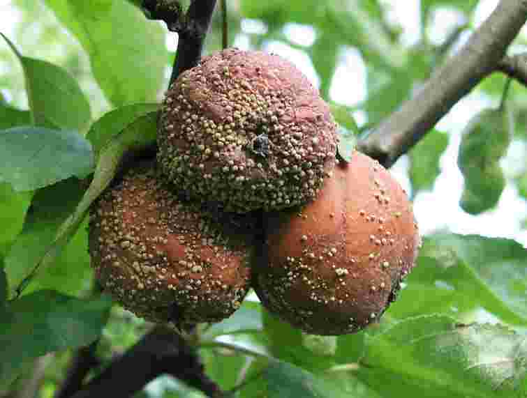 Не встигають дозріти і починають гнити: як врятувати груші

