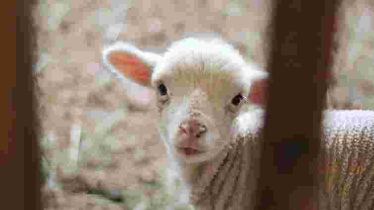 Природний, але відповідальний процес: що треба знати господарям про пологи у кіз
