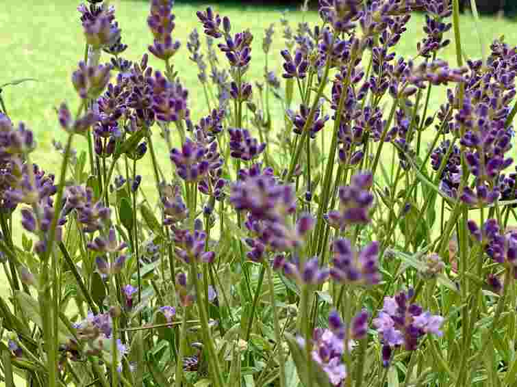 Перестане квітнути і рости: які рослини не можна садити поруч з лавандою