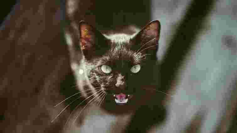 Вас це може здивувати: яких команд можна навчити кота