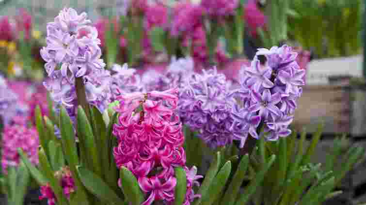 Отримаєте квіти ранньою весною: коли і як правильно садити гіацини восени