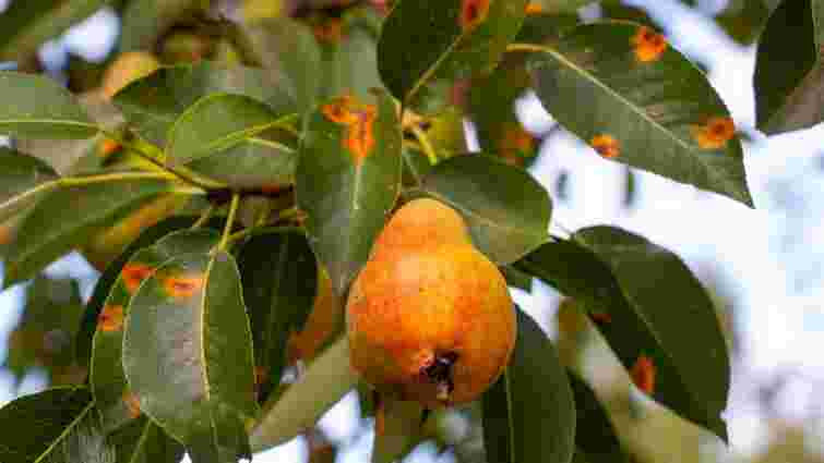 Листя груші жовтіє, скручуєть і опадає: яка хвороба атакує дерево і як його врятувати
