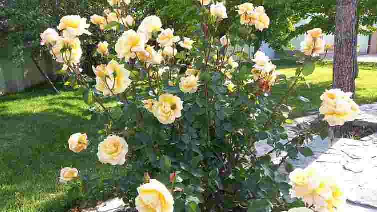 Останній шанс зміцнити троянди до осені: які добрива їм потрібні в серпні