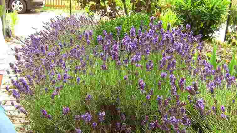 Рясне ароматне цвітіння лаванди забезпечено: що додати в ґрунт

