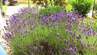Рясне ароматне цвітіння лаванди забезпечено: що додати в ґрунт

