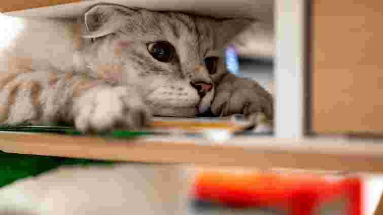 Коти не скидають речі зі столу просто так: логічне пояснення дивної поведінки