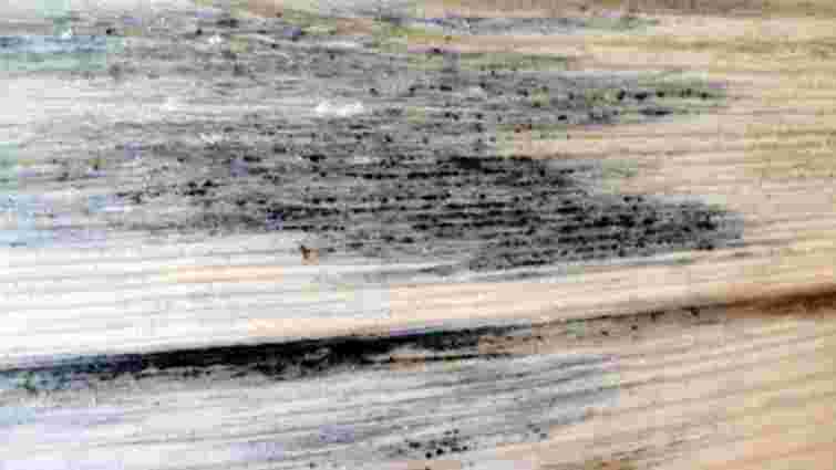 Потенційна загроза для здоровʼя: як відчистити деревʼяні поверхні від цвілі