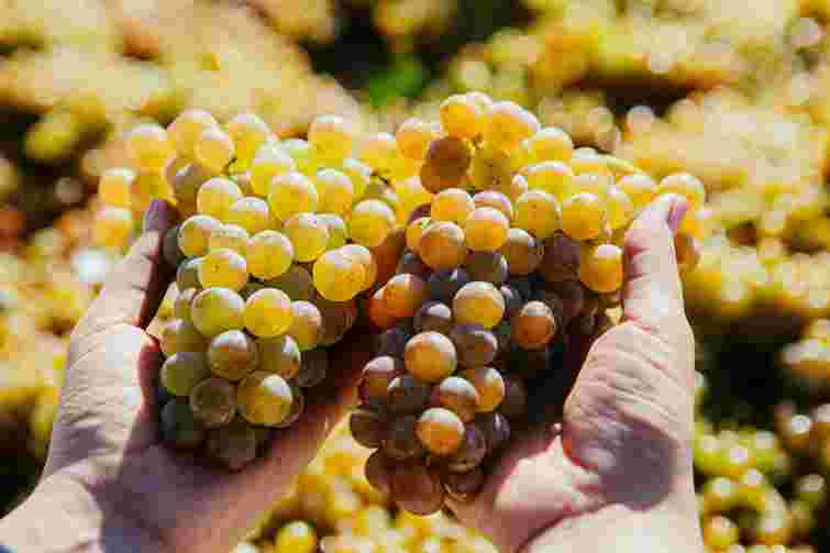 Виноград саме накопичує цукри: які добрива зроблять ягоди максимально солодкими