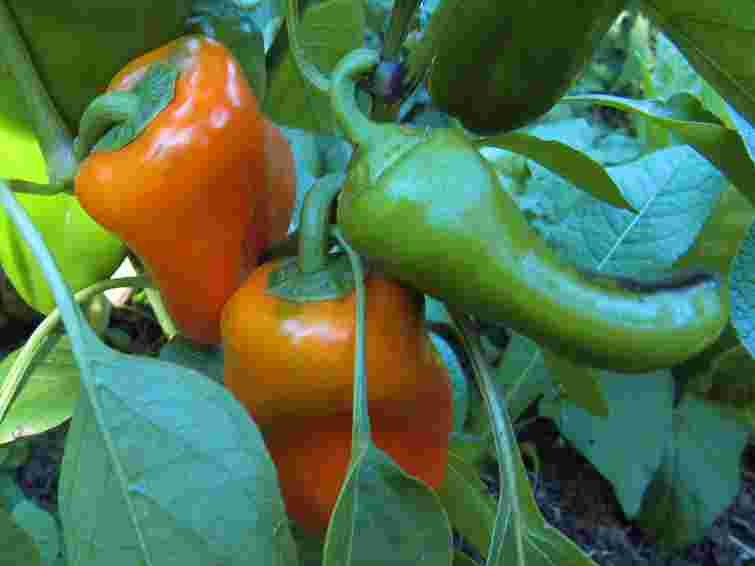 Пора збирати чи ще рано: як визначити, чи перець вже повністю достиг