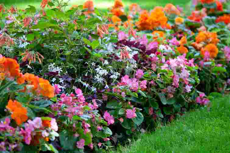 Збережіть квітучу клумбу до пізньої осені: обріжте ці 7 рослин у серпні – і вони знову зацвітуть