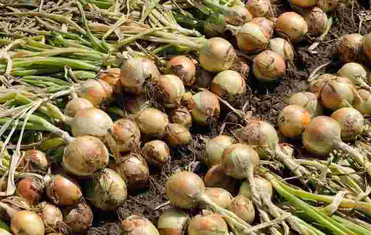 Коли збирати цибулю у 2025 році: головні ознаки стиглості та поради для дачників

