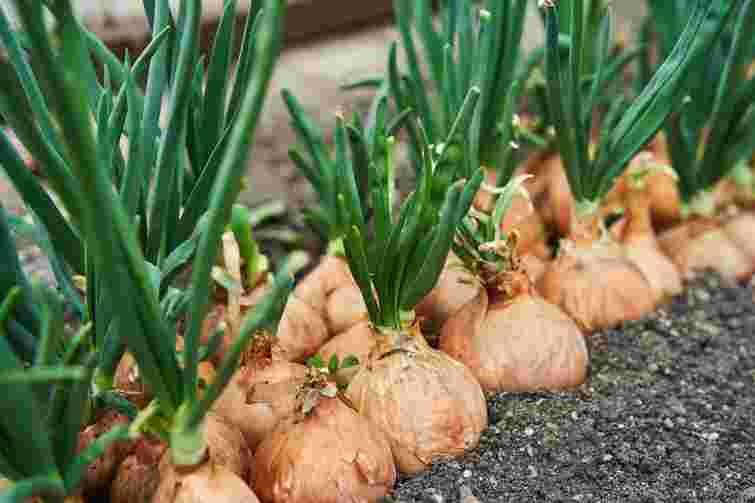 Буде зберігатися всю зиму: що обовʼязково треба зробити після збору цибулі