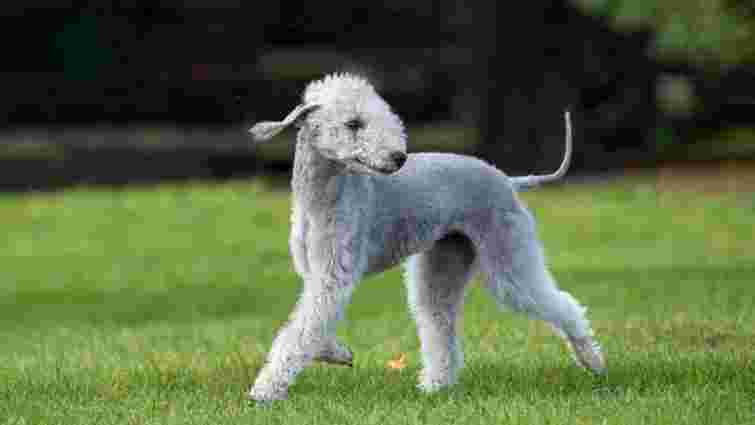 Триматимуть вас у тонусі: 5 незвичайних порід собак, які не дадуть вам нудьгувати