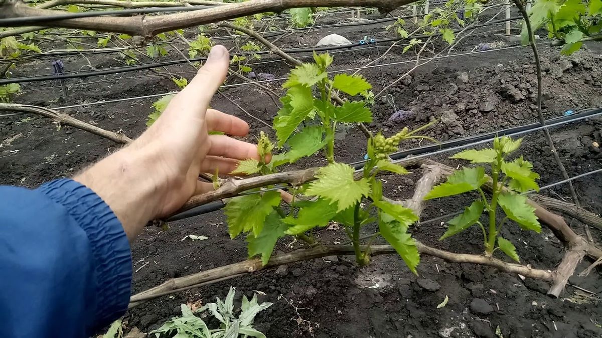 Серпнева хитрість: як підсолодити виноград простим методом

