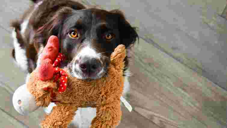Собака зустрічає вас вдома з іграшкою в зубах не просто так: що це означає