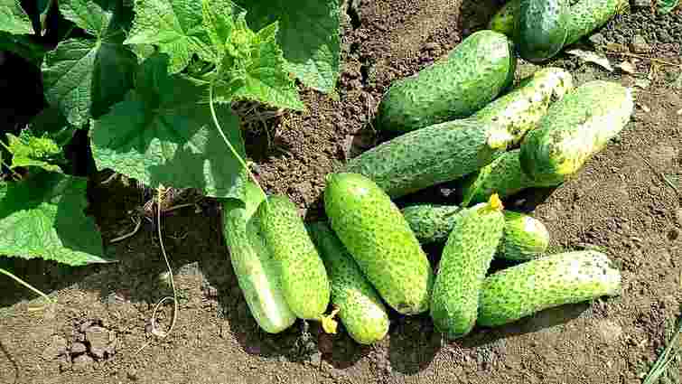 Отримаєте чудовий другий урожай восени: як у серпні посадити огірки