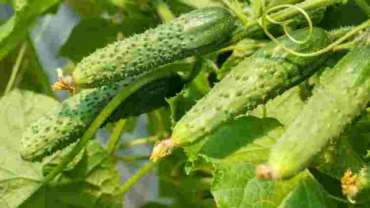 Ідеальні огірки для посіву в серпні: топ-3 найкращі сорти, які варто обрати