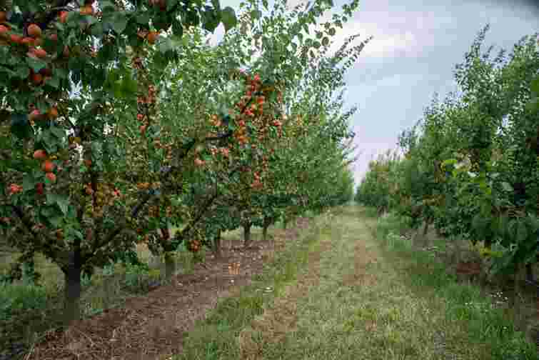 Час оновити сад: які плодові дерева посадити зараз, щоб встигли прижитися до зими

