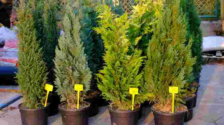 Не садіть, поки це не прочитаєте: чим небезпечні сосни і туї в саду і на подвір’ї

