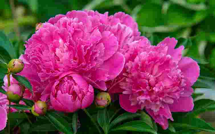 Ці три прекрасні рослини треба посадити в серпні, щоб навесні мати квітучий сад