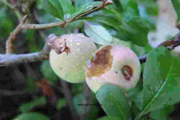 Яблука гниють ще на дереві: чому це відбувається і чи можна ще врятувати врожай

