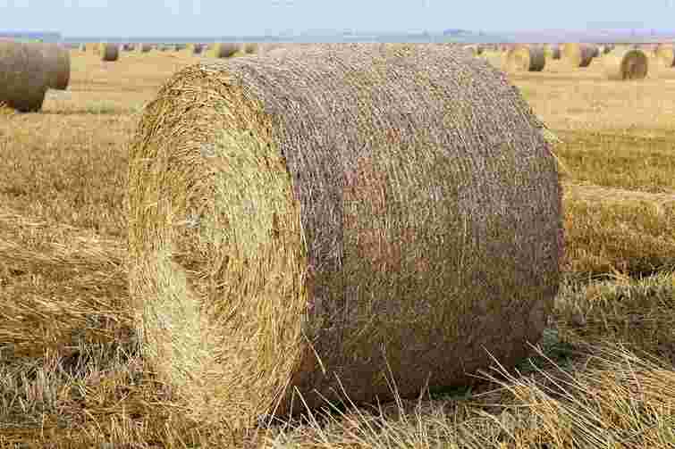 Бюджетний і інноваційни метод: як посадити овочі в тюках сіна і навіщо це робити

