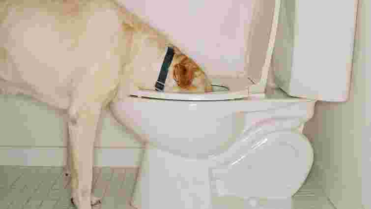 Вас більше не турбуватиме це питання: чому ваш собака пʼє воду з унітаза