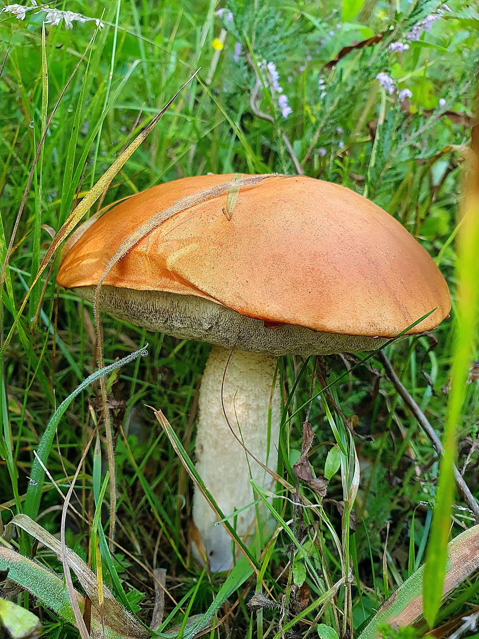 12 серпня на Турківщині (фото Ростислава Ганяка в групі Грибники Львівщини)