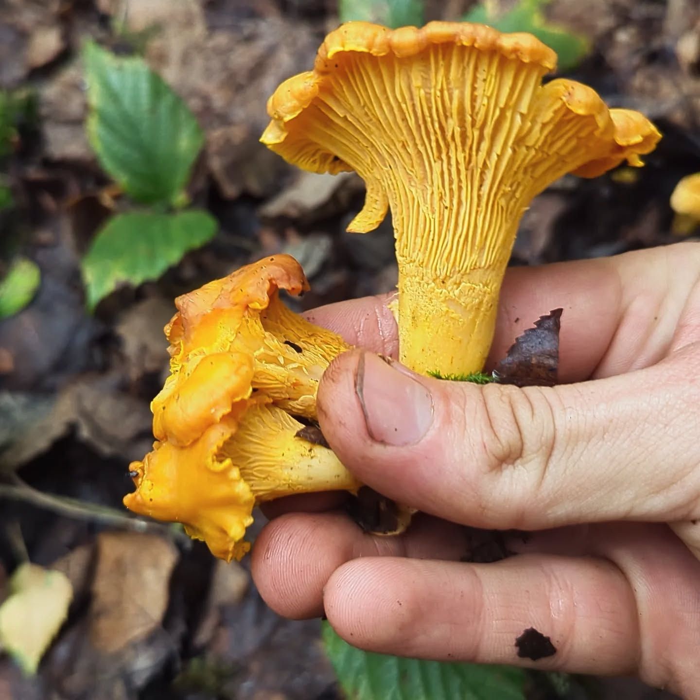 Лисички (фото Михайла Шовгенюка з групи Грибники Львівщини)