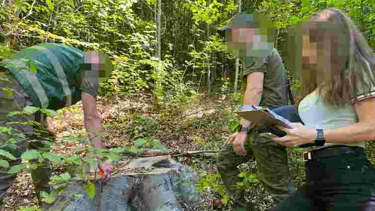 У прикарпатському заповіднику вирубали дерев на 16 млн грн