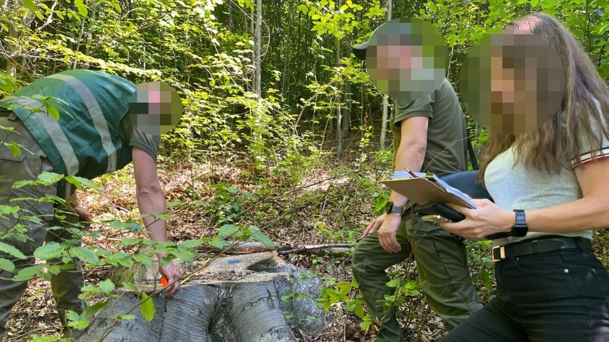 У прикарпатському заповіднику вирубали дерев на 16 млн грн
