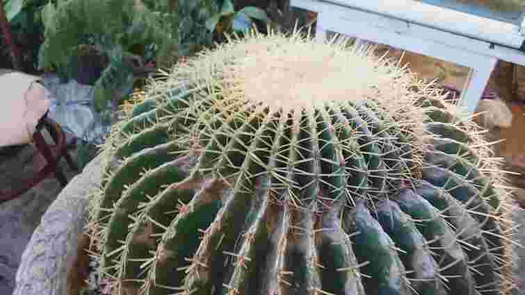 Дуже тривожний сигнал: чому кактус почав жовтіти і як його врятувати