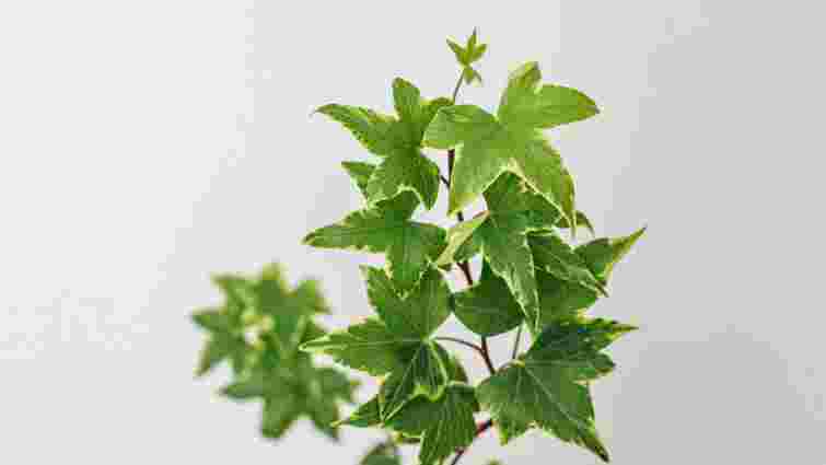 Вам потрібна лише одна рослина: як зупинити ріст цвілі у ванній 
