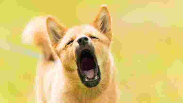 Чому собака гавкає на одних людей, а на інших ні: розкриваємо секрети поведінки