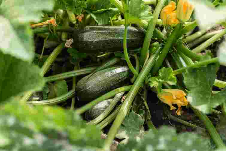 Кабачки будуть родити до холодів: яке останнє підживлення в серпні їм треба