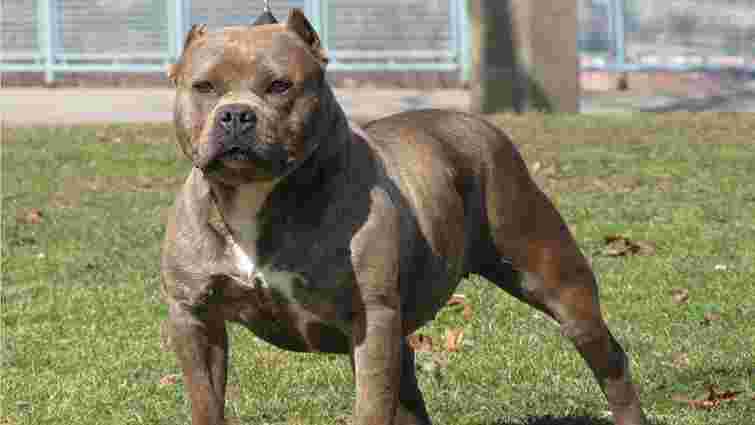 У Коломиї оштрафували пенсіонерку за напад її підбуля на дворову лайку