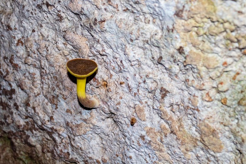 На стінах печери ростуть гриби через підвищену вологість і відсутність нормальної циркуляції повітря (фото «України Інкогніти»)