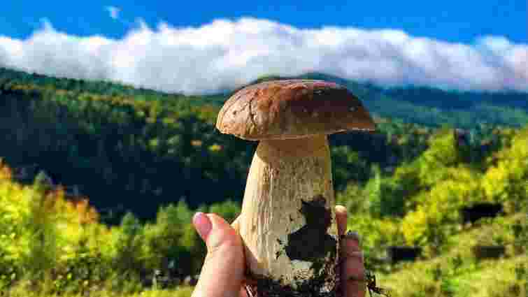 Відьми, голод та прогнозування погоди: народні прикмети про гриби