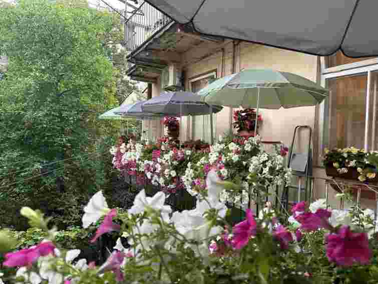 У Львові нагородили власників найгарніших квітучих балконів