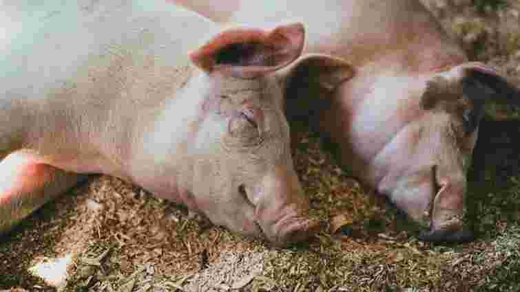 На Прикарпатті у загиблих свиней виявили збудник африканської чуми