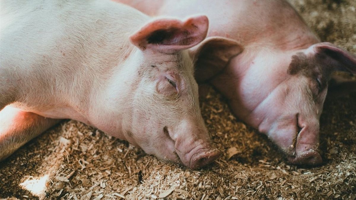 На Прикарпатті у загиблих свиней виявили збудник африканської чуми