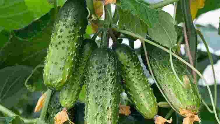 Звичайне молоко захистить і підживить ваші огірки: як підживлювати кущі