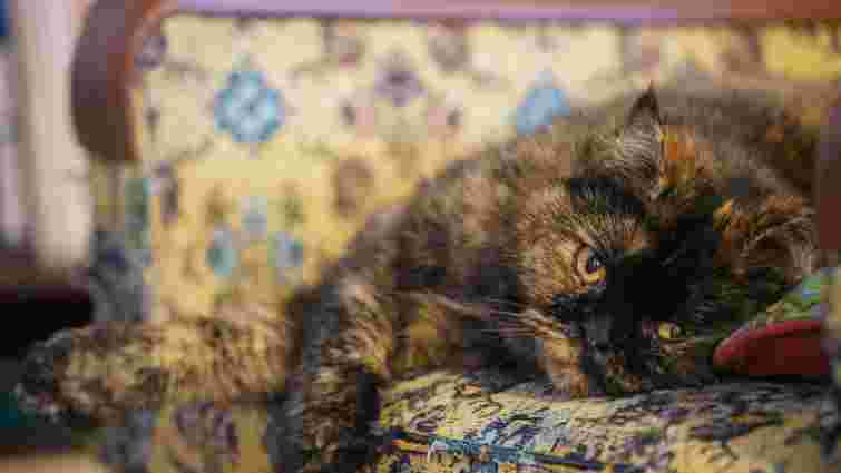 Ще не все втрачено: як відчистити диван від котячої сечі, щоб він не смердів