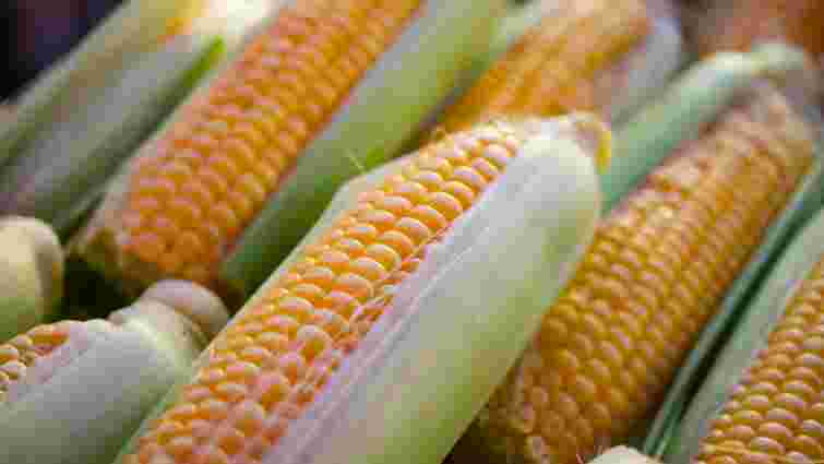 Ідеальна та солодка: як правильно заморозити кукурудзу на зиму