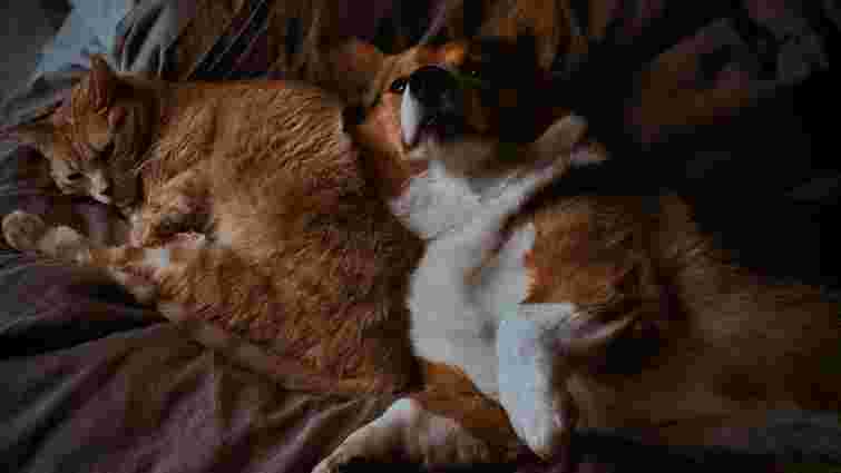 Від нав'язливих обіймів до агресії: 9 ознак ревнощів у домашніх улюбленців