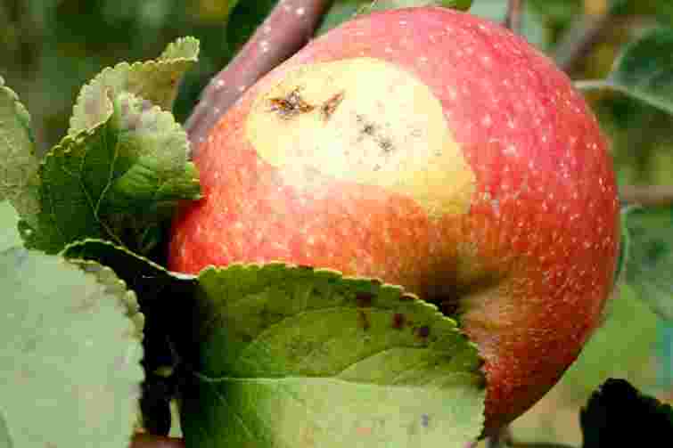 Вам треба лише два засоби в кінці серпня: як позбутися черв’яків у яблуках