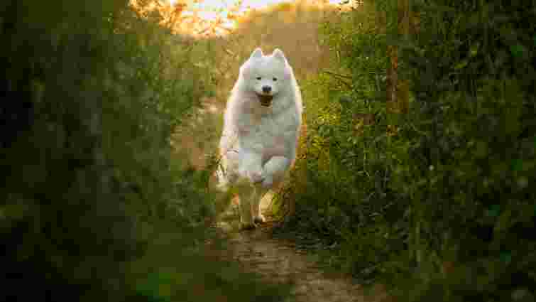 Саме порода впливає на характер і поведінку собаки: це міф чи правда