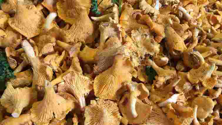 Смачні, але примхливі: як правильно мити лисички, щоб зберегти їхній смак і аромат