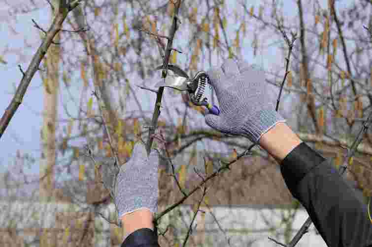 Не буде ні квітів, ні врожаю: 8 рослин, які не можна обрізати восени
